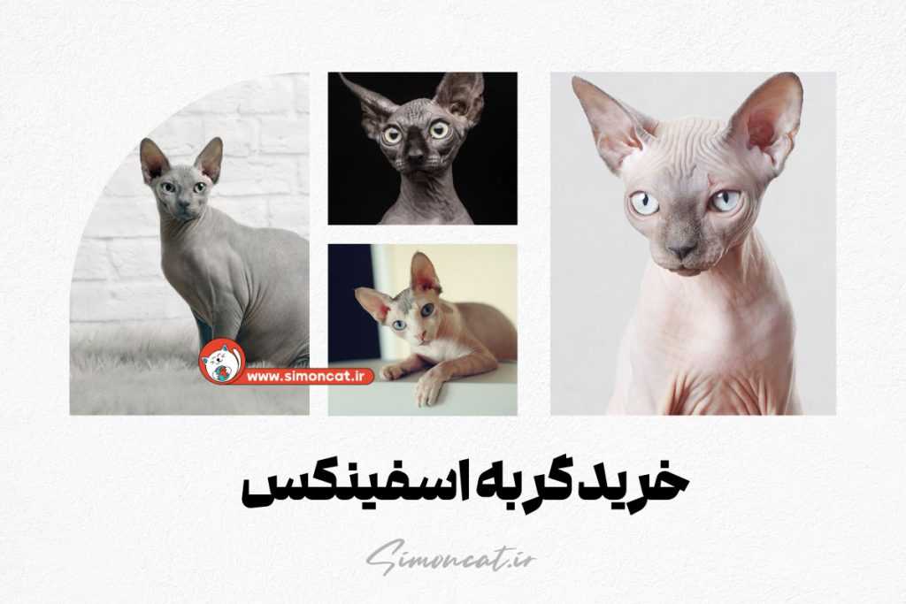 خرید گربه اسفینکس