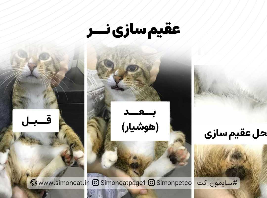 عقیم سازی گربه نر