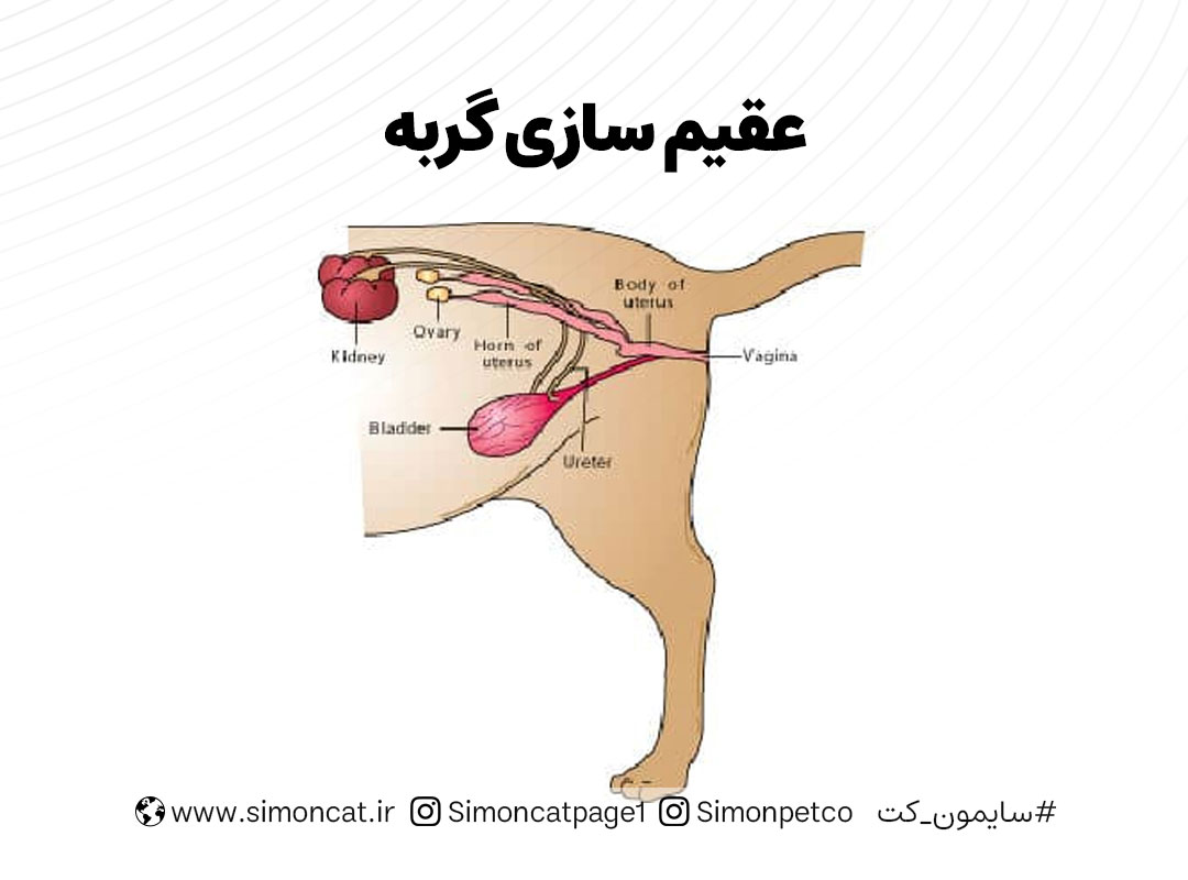 عقیم سازی گربه