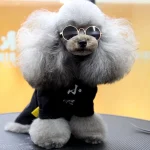 عکس عینک دودی گربه و سگ