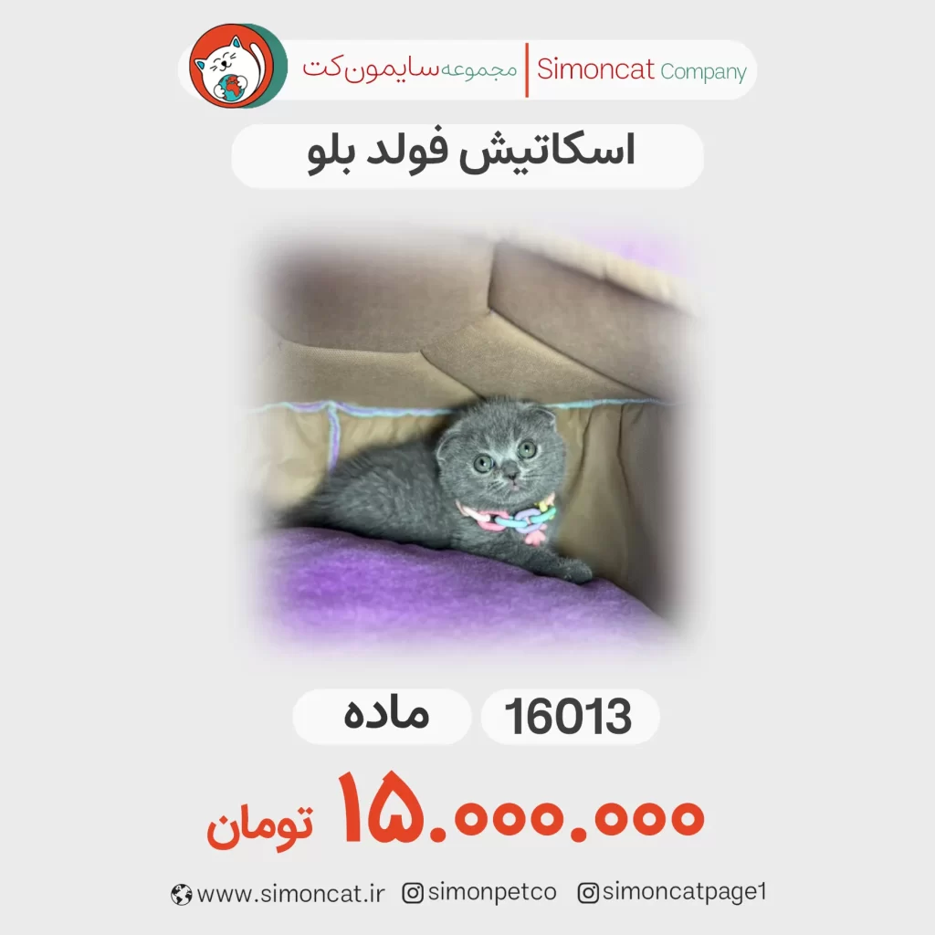 عکس گربه اسکاتیش فولد بلو_ کد 16013