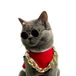 عینک آفتابی گربه و سگ