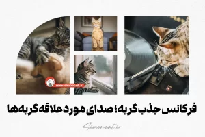 فرکانس جذب گربه؛ صدای موردعلاقه گربه‌ها