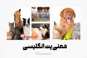 معنی پت انگلیسی