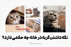 نگهداشتن گربه در خانه چه حکمی دارد؟
