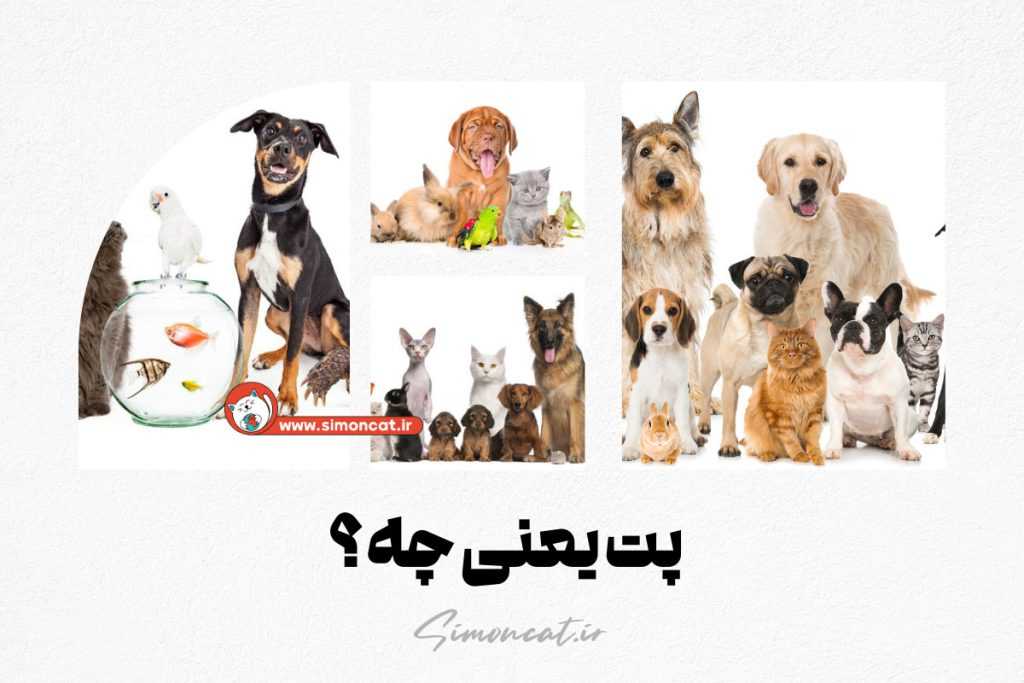 پت یعنی چه؟