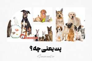 پت یعنی چه؟