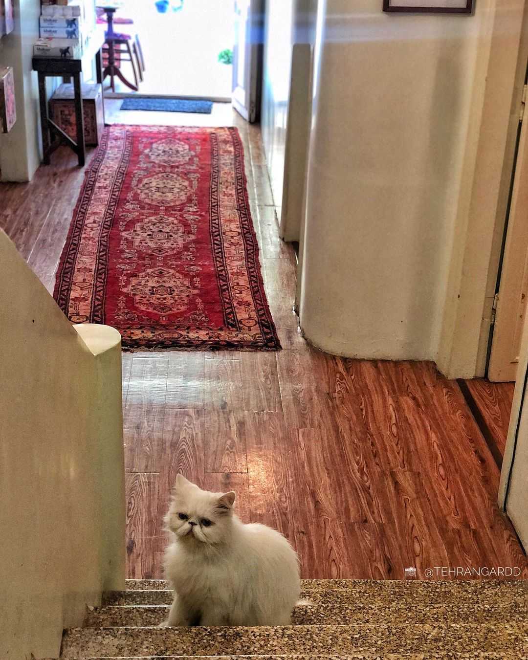 کافه موزه ی گربه های ایرانی