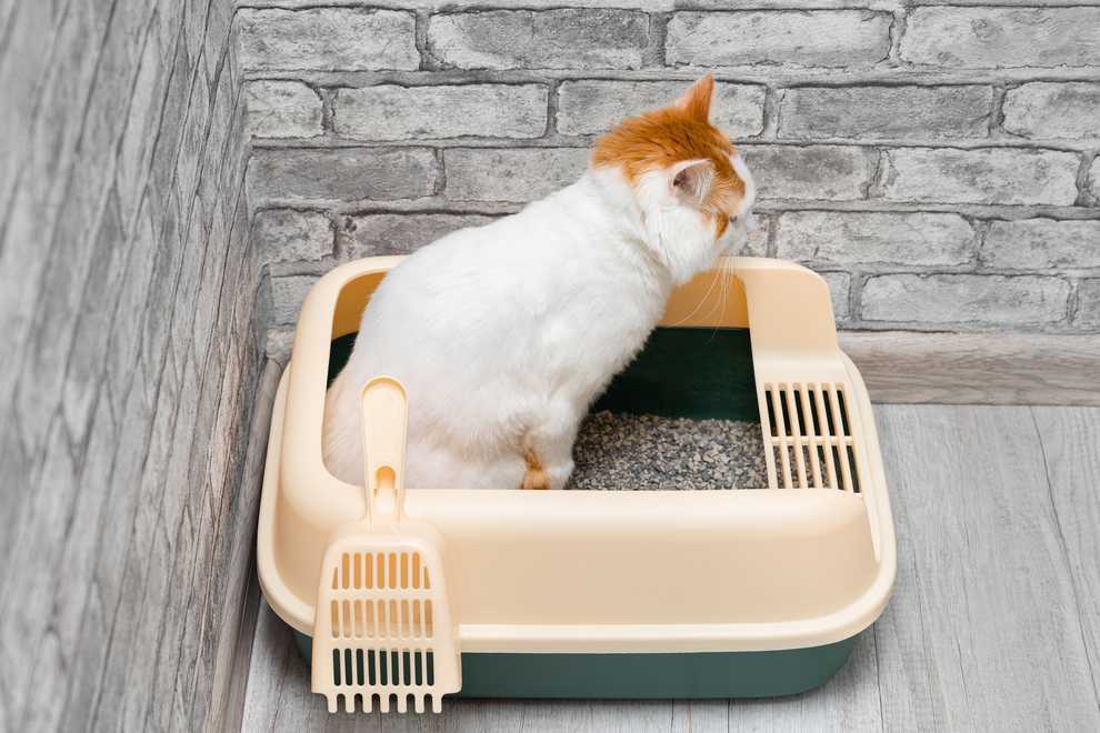 گربه درون ظرف و خاکش