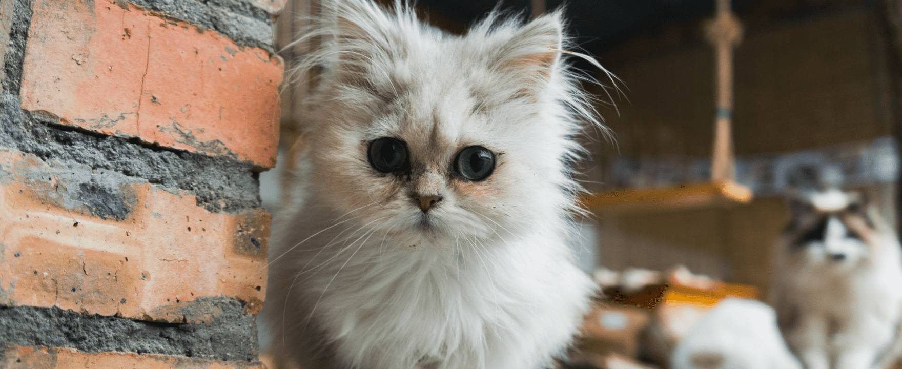 گربه دوست داشتنی