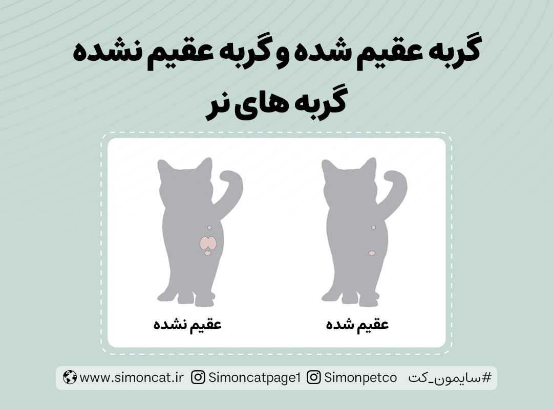 گربه عقیم شده و نشده نر