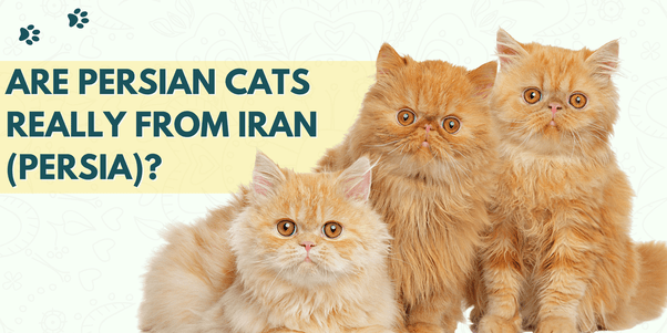 آیا واقعا گربه پرشین از ایران آمده است؟