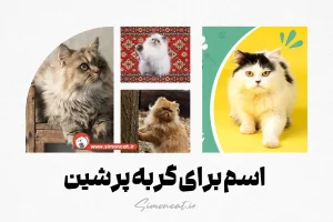 اسم برای گربه پرشین