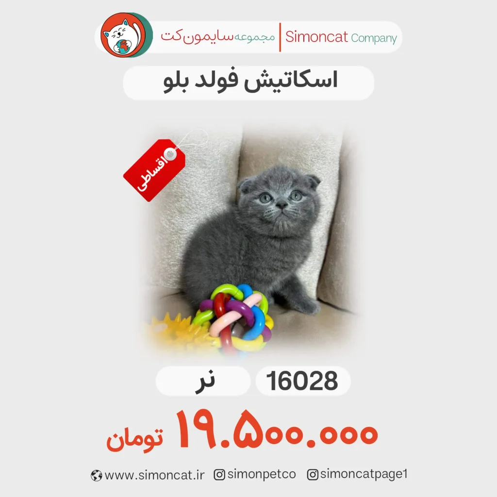 اسکاتیش فولد بلو کد 16028