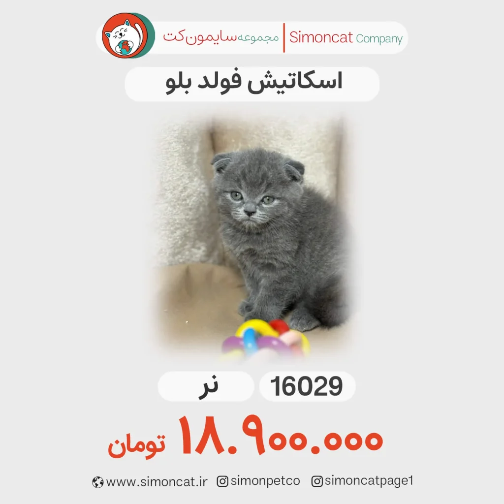 اسکاتیش فولد بلو کد 16029