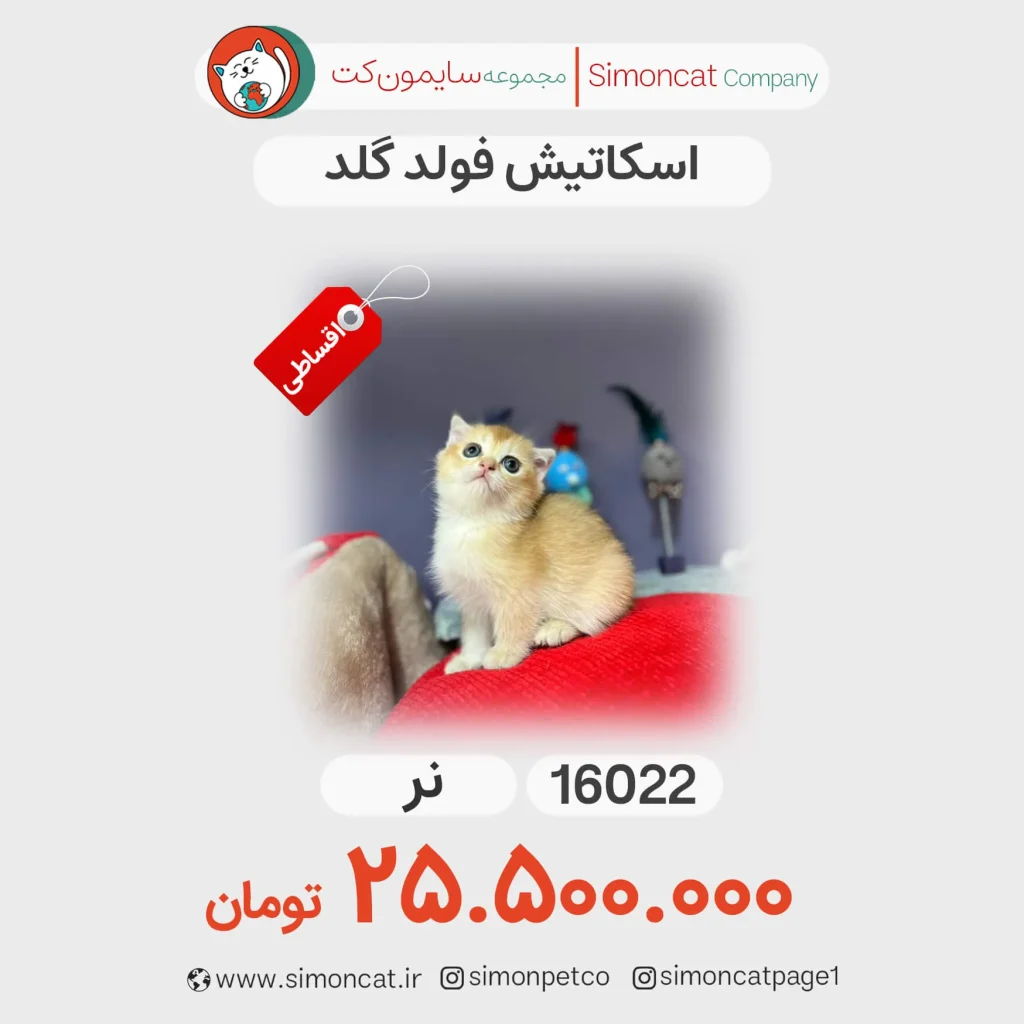 اسکاتیش فولد گلد کد 16022
