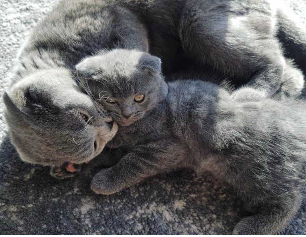 بازی گربه های اسکاتیش
