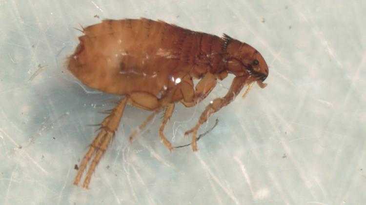 بدن یک کک