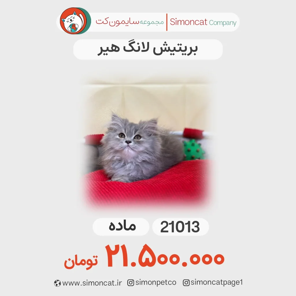 بریتیش لانگ هیر کد 21013
