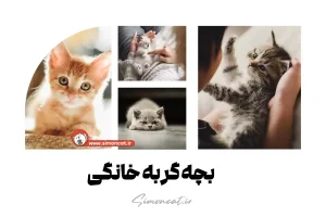 بچه گربه خانگی