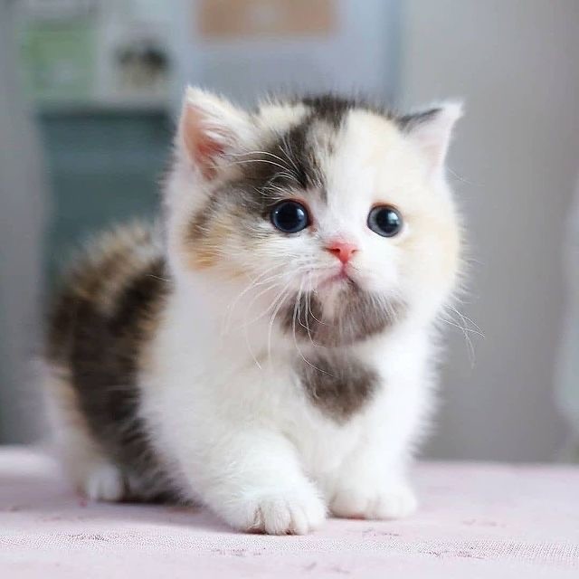 بچه گربه خوشگله