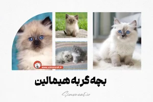 بچه گربه هیمالین