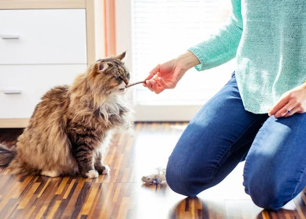 تشویقی گربه