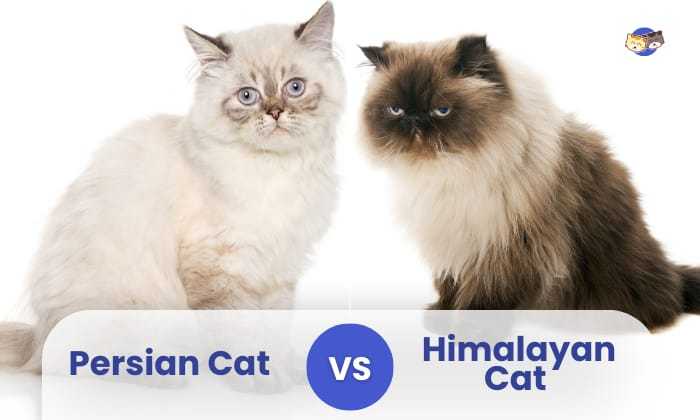 تفاوت گربه هیمالین با گربه پرشین