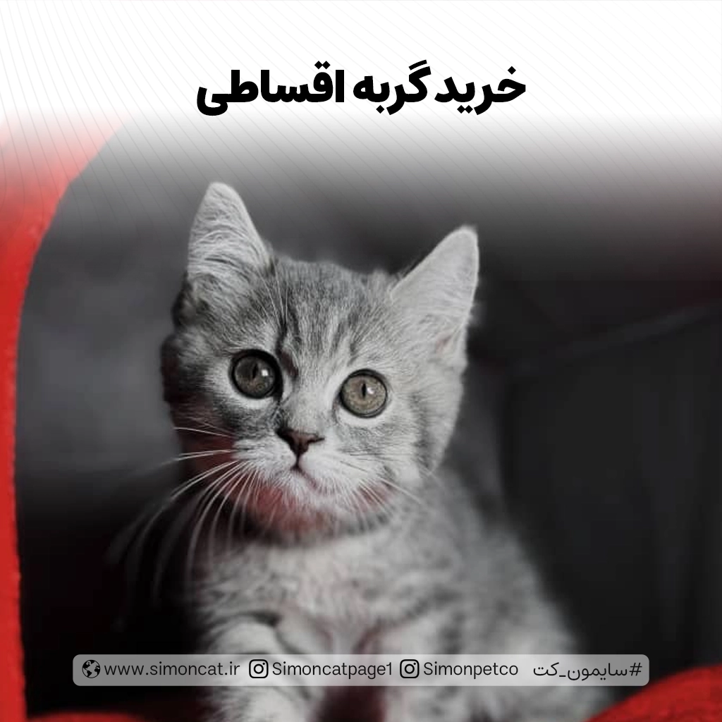 خرید انواع گربه اقساطی