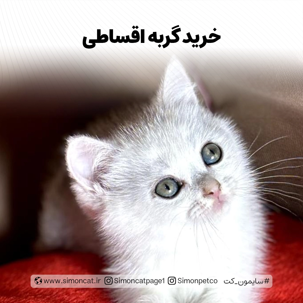 خرید گربه اقساطی