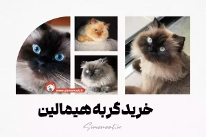 خرید گربه هیمالین