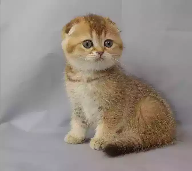 عکس بچه گربه اسکاتیش گلد
