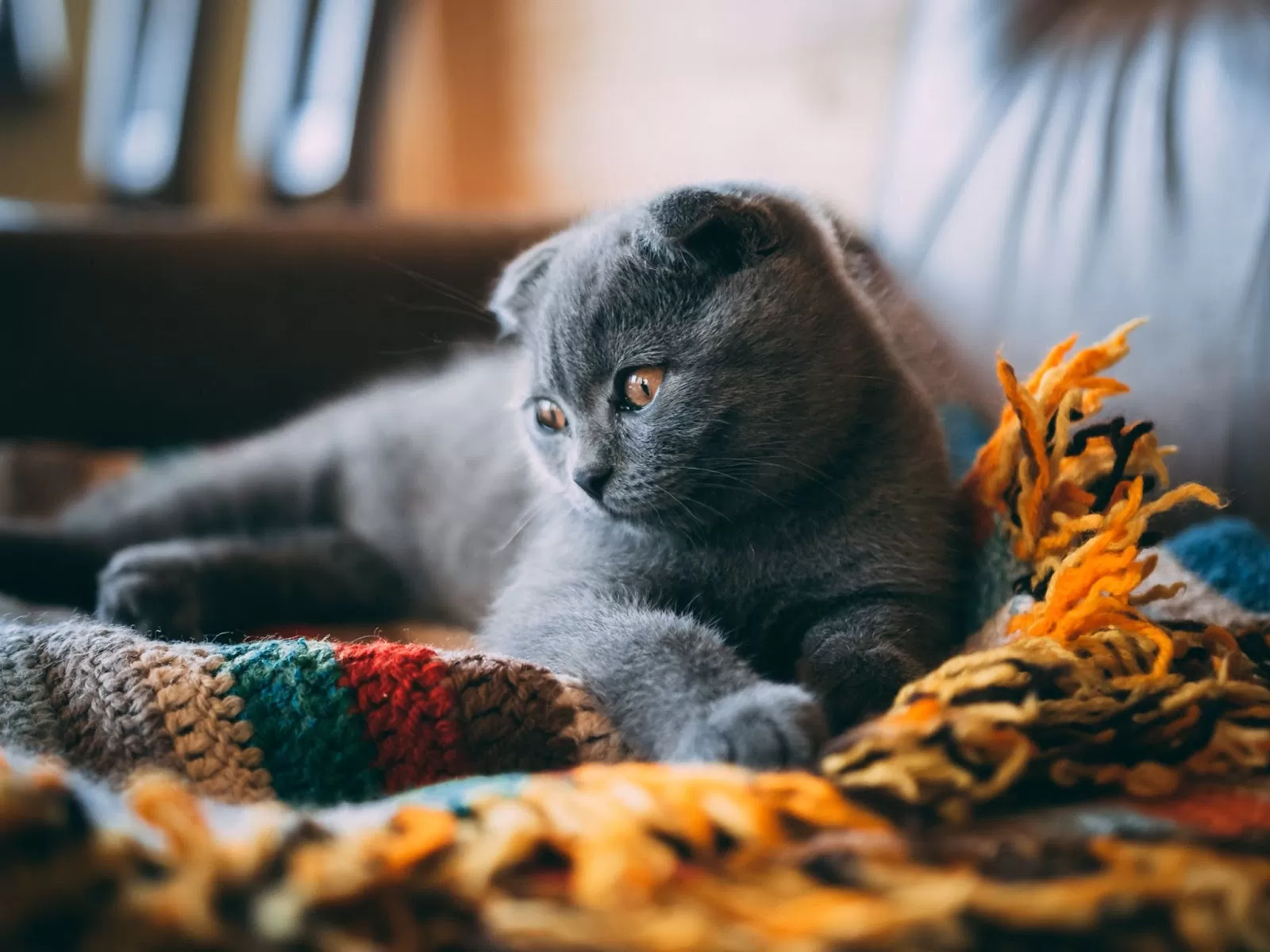 عکس گربه اسکاتیش خاکستری