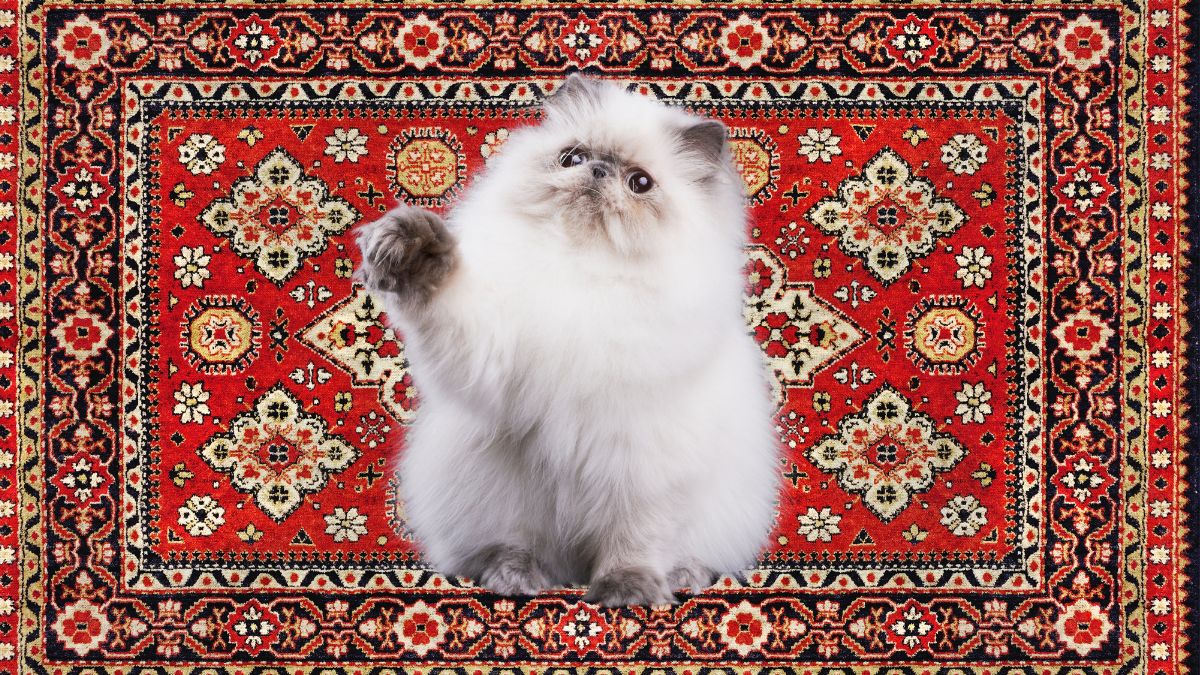 عکس گربه ایرانی