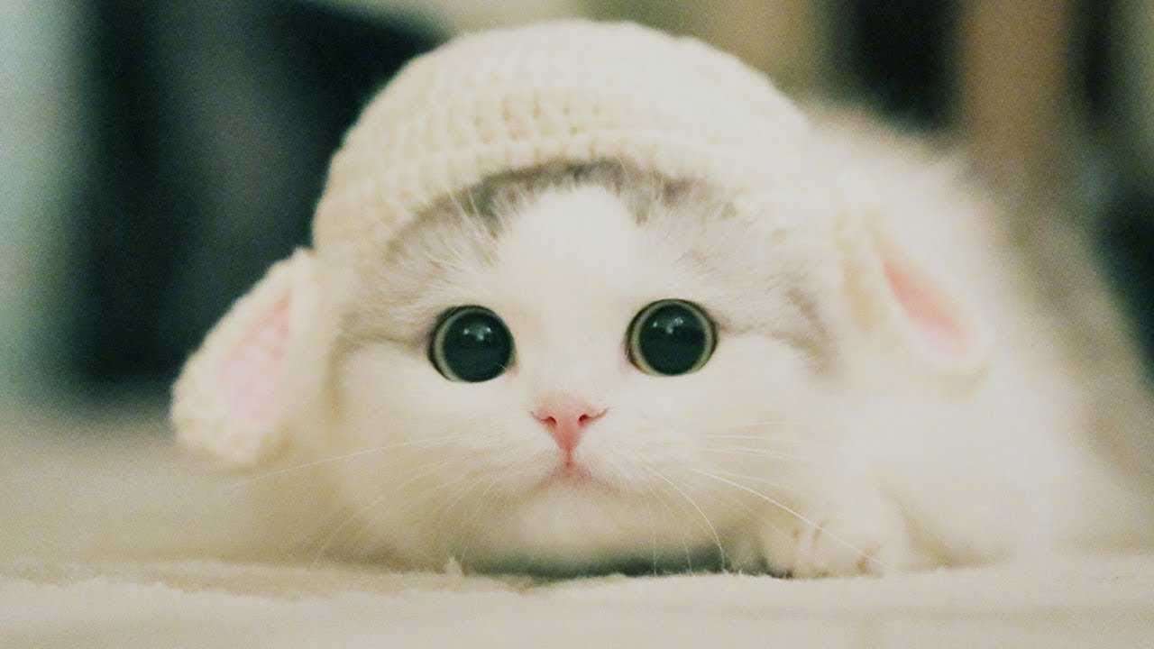 عکس گربه کیوت