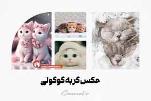 عکس گربه گوگولی