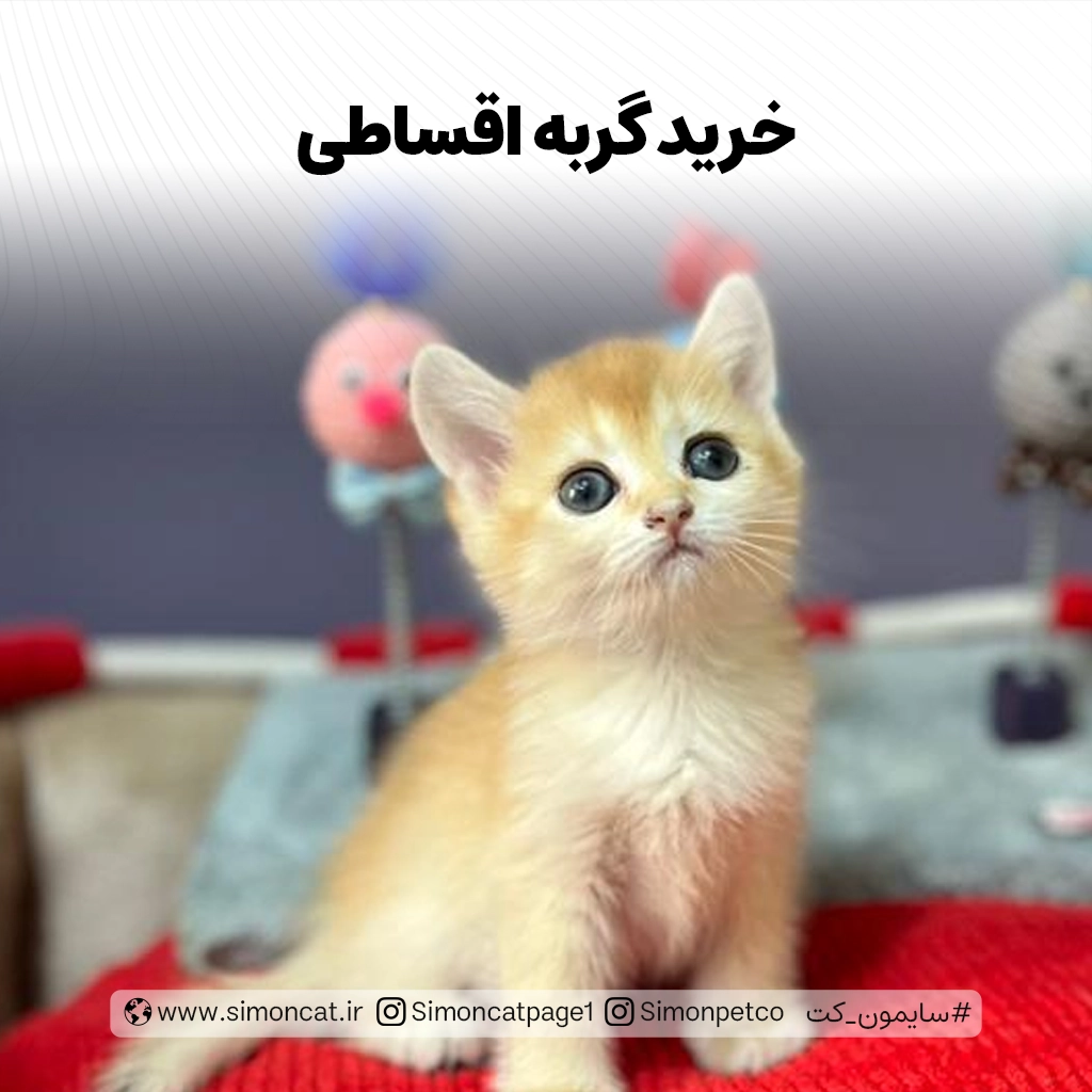 فروش گربه اقساطی