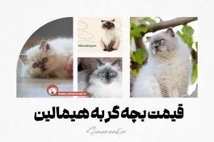 قیمت بچه گربه هیمالین