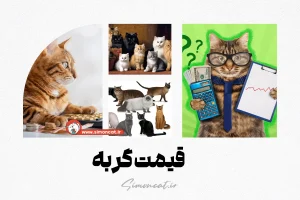 قیمت گربه
