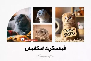 قیمت گربه اسکاتیش
