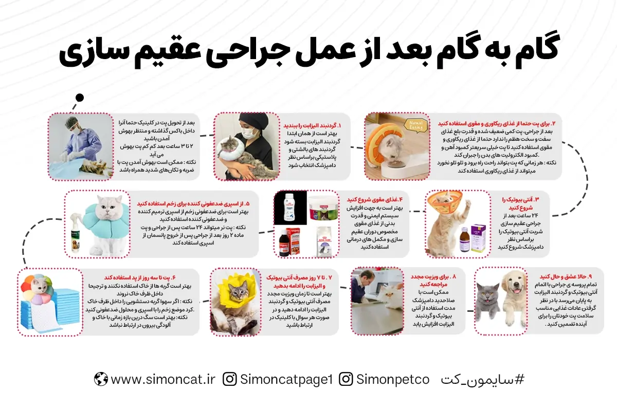 مراحل گام به گام عقیم سازی گربه
