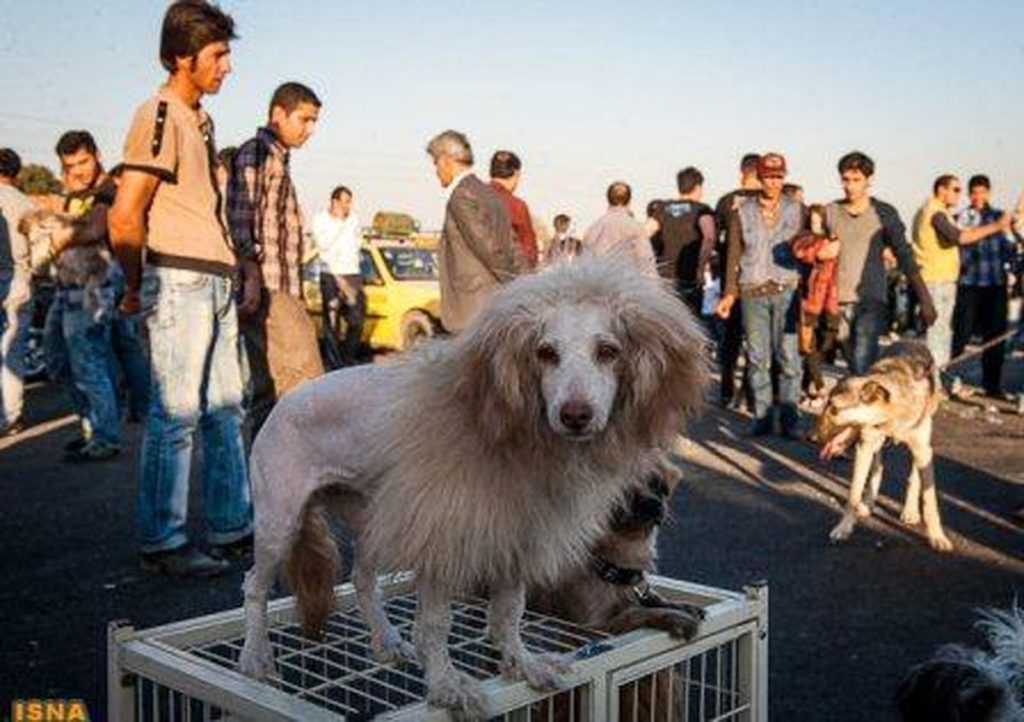 مرکز خرید و فروش حیوانات خلیج فارس آزادگان