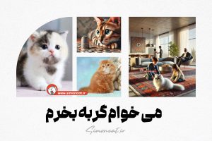 می خوام گربه بخرم