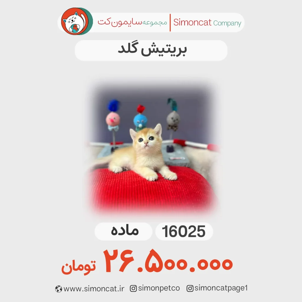 پرشین گلد کد 16025