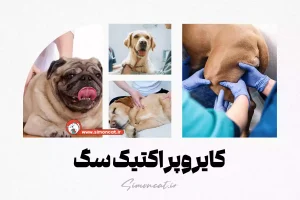 کایروپراکتیک سگ