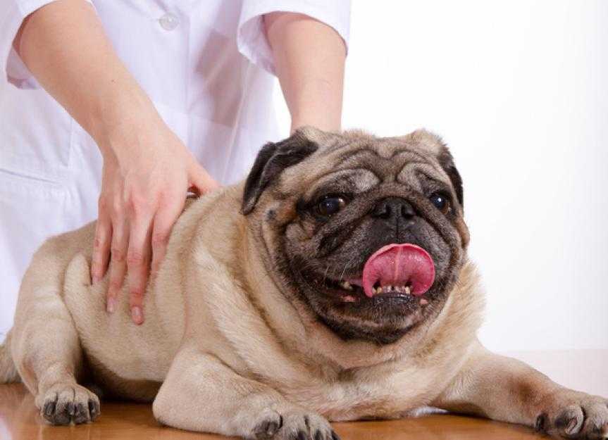 کایروپراکتیک سگ چیست؟