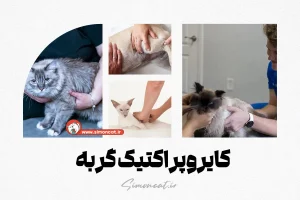 کایروپراکتیک گربه