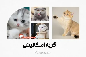 گربه اسکاتیش