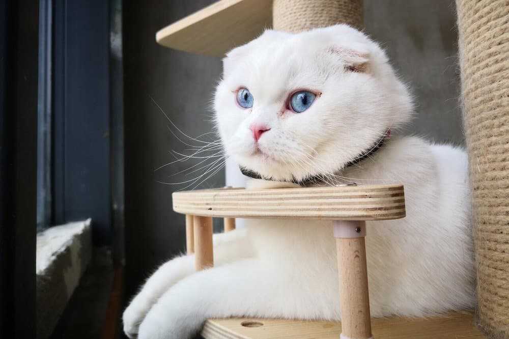 گربه اسکاتیش چشم آبی روی اسکرچر