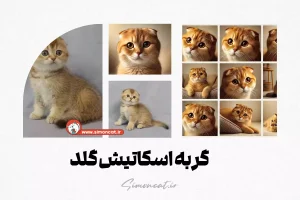 گربه اسکاتیش گلد